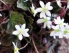 Hepatica yamatutai